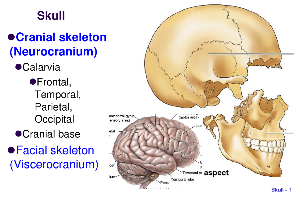 15. Cranial skeleton (Neurocranium) (Presentation) author National ...