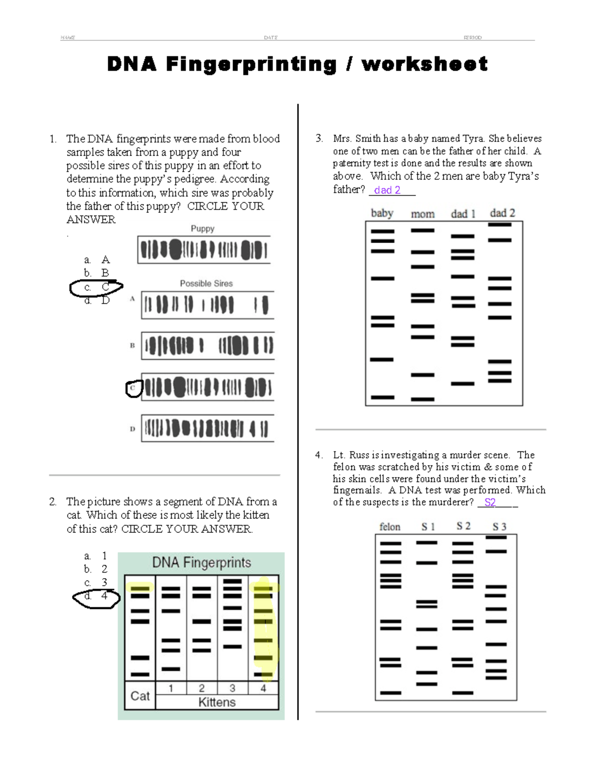 Dna Fingerprinting And Paternity Worksheet Answer Key Printable Word Searches