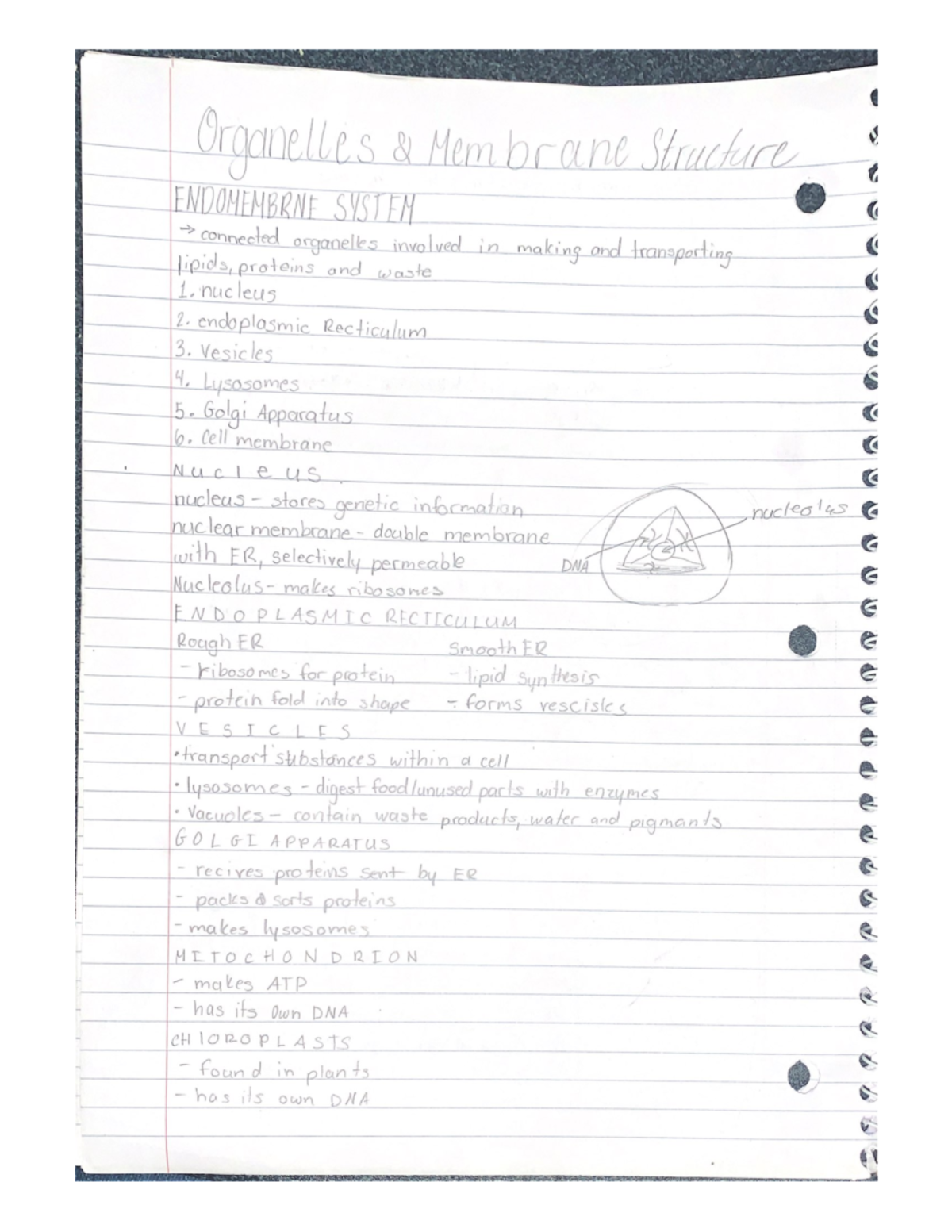 Parts of a cell notes Studocu