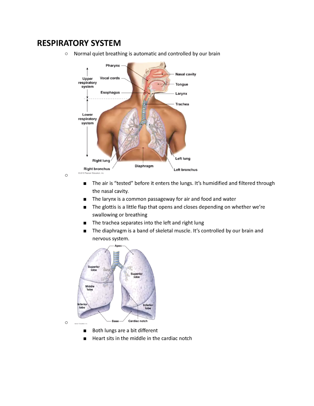 essay about respiratory and circulatory system brainly