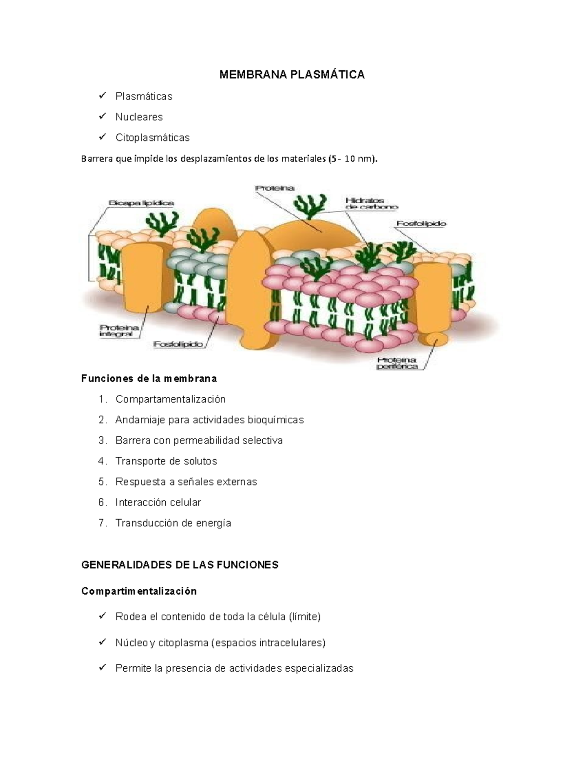 Membrana Plasmática Resumen Biología Molecular Membrana PlasmÁtica