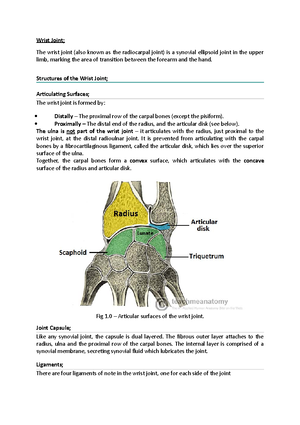 The Extrinsic Muscles Of The Shoulder Region - They Produce The 