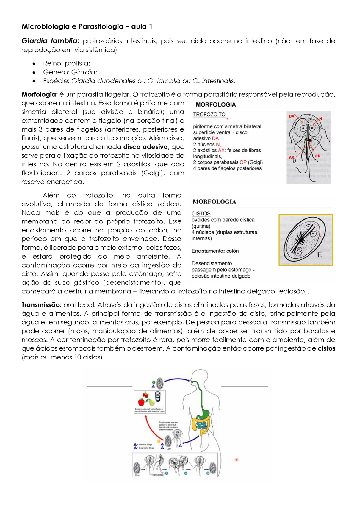 Resumo Primeira Prova Microbiologia E Parasitologia Aula Giardia Lamblia Protozo Rios