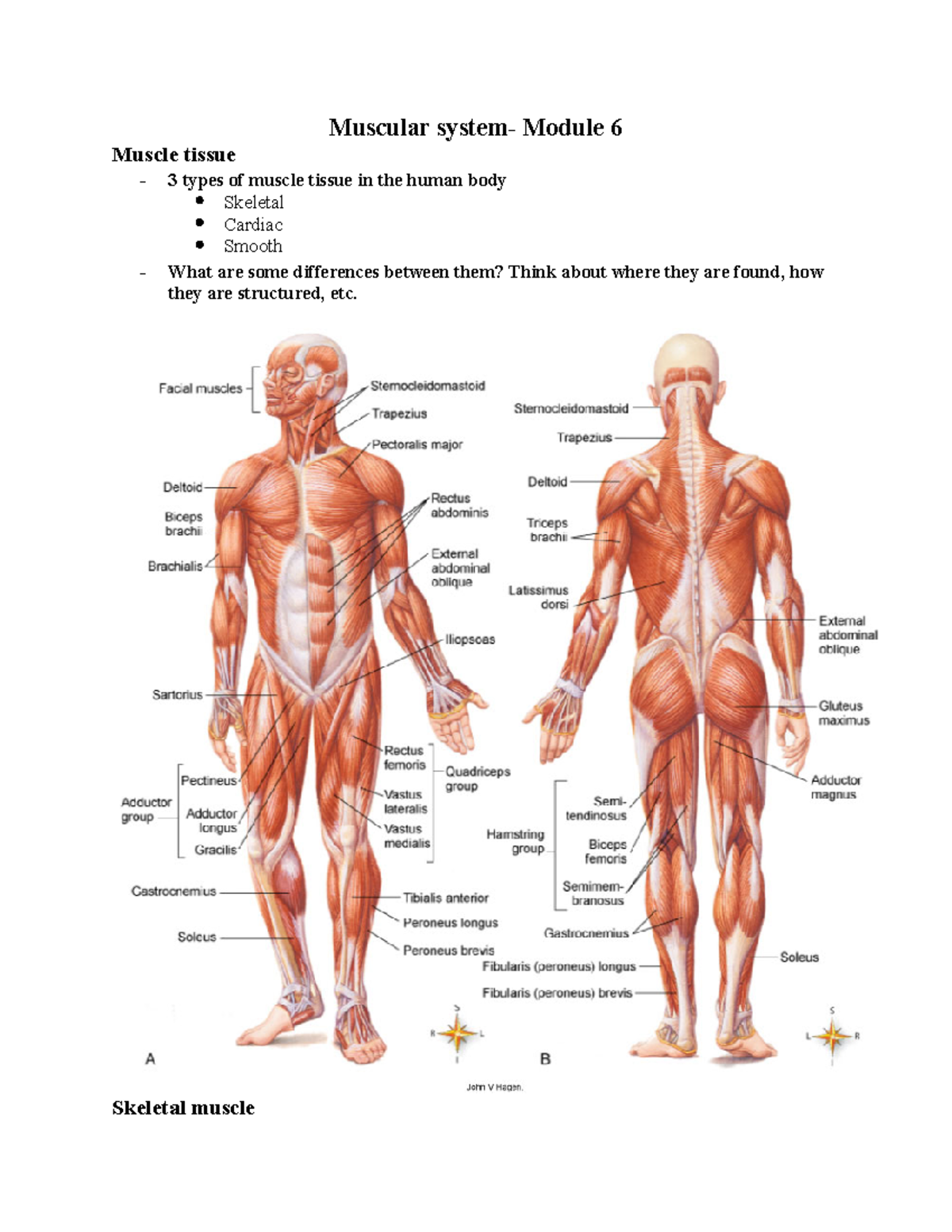 Muscular system- Module 6 - Skeletal muscle Also called striated or ...