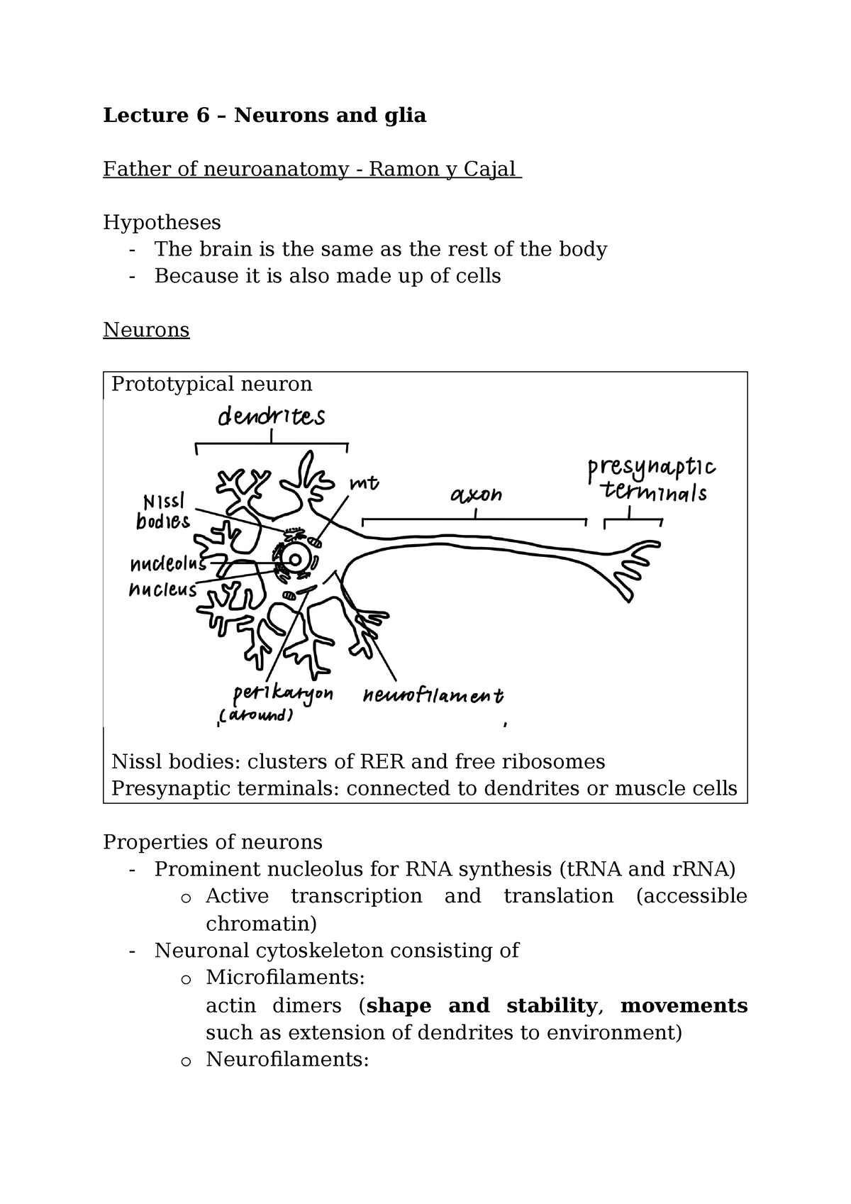 4BBY1030 L6 - Neurons And Glia - Lecture 6 – Neurons And Glia Father Of ...