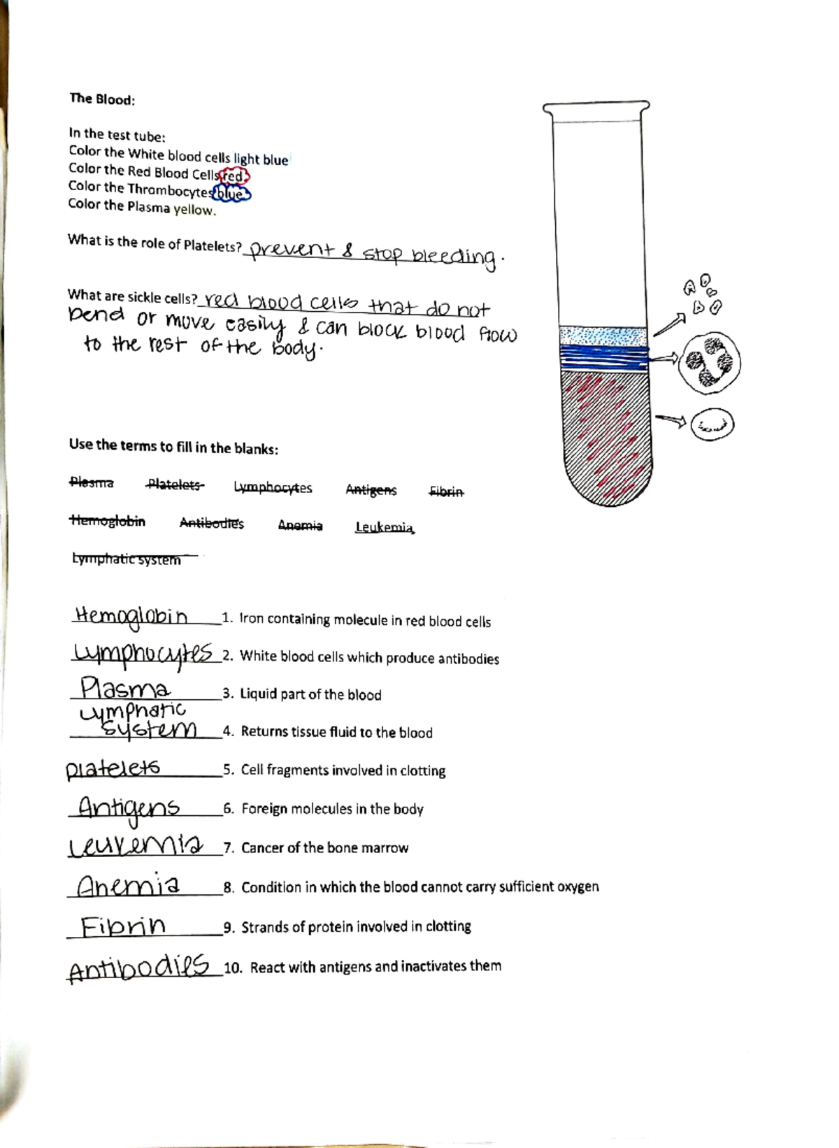 Adobe Scan Nov 07, 2023 - anatomy & physiology worksheet on blood - The ...