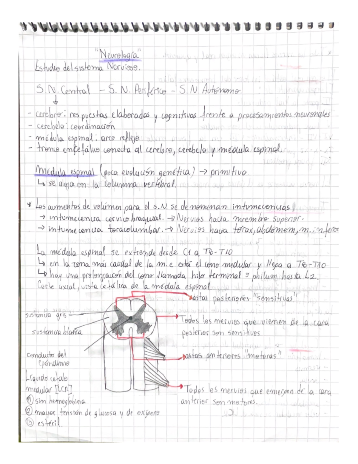 Apuntes Anatomia III - Estudio delsistema Nervisog. S 2 Central S. N ...