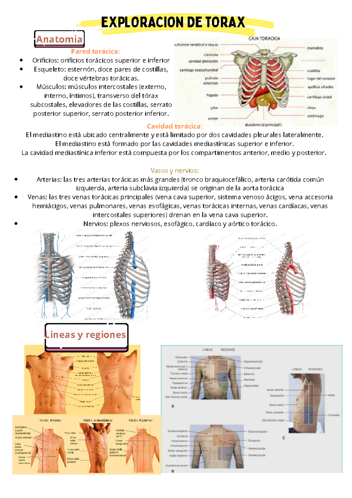 Exploracion De Torax EXPLORACION DE TORAX Anatomia Pared Tor cica 