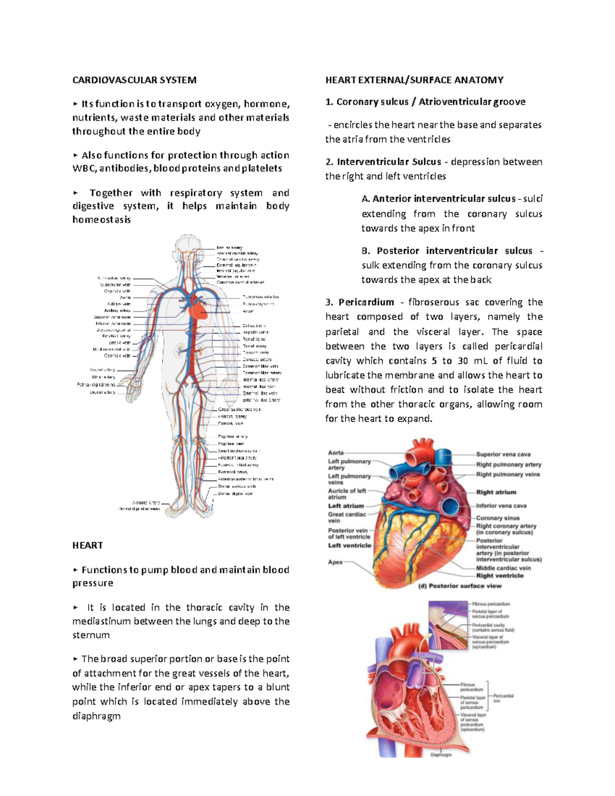 Cardiovascular System Lectures - CARDIOVASCULAR SYSTEM HEART ANATOMY ...