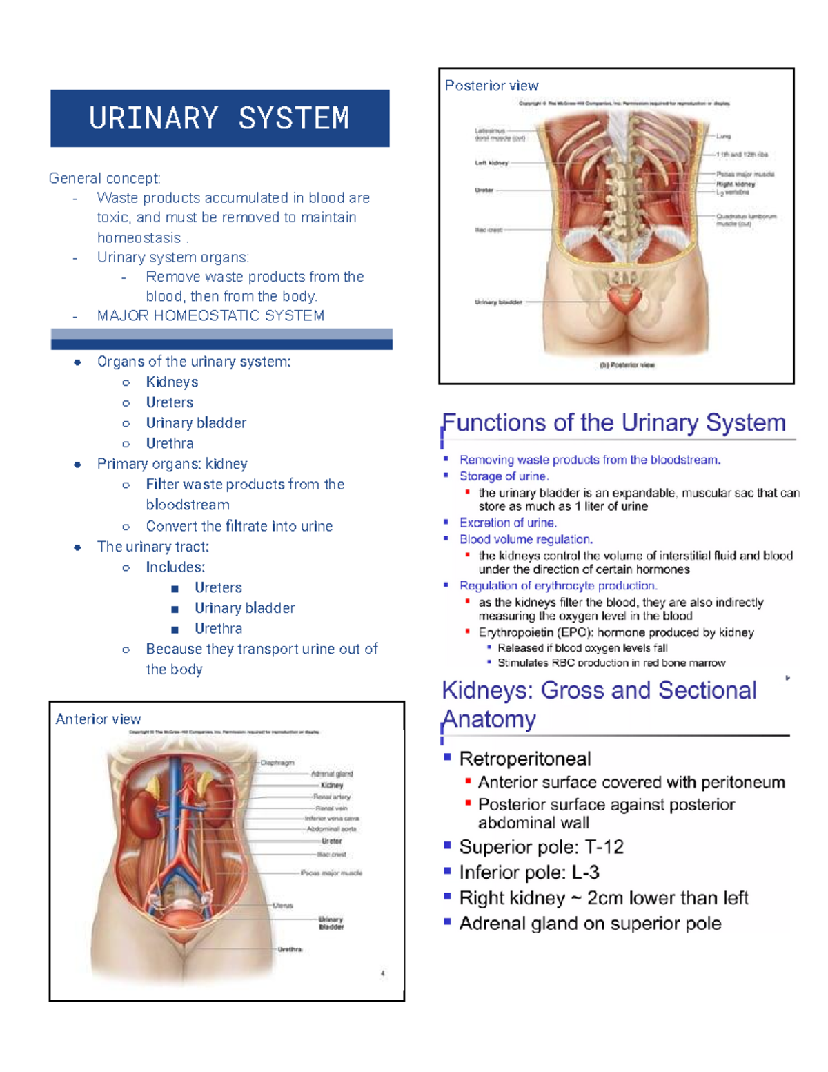 Urinary System - URINARY SYSTEM General concept: - Waste products ...