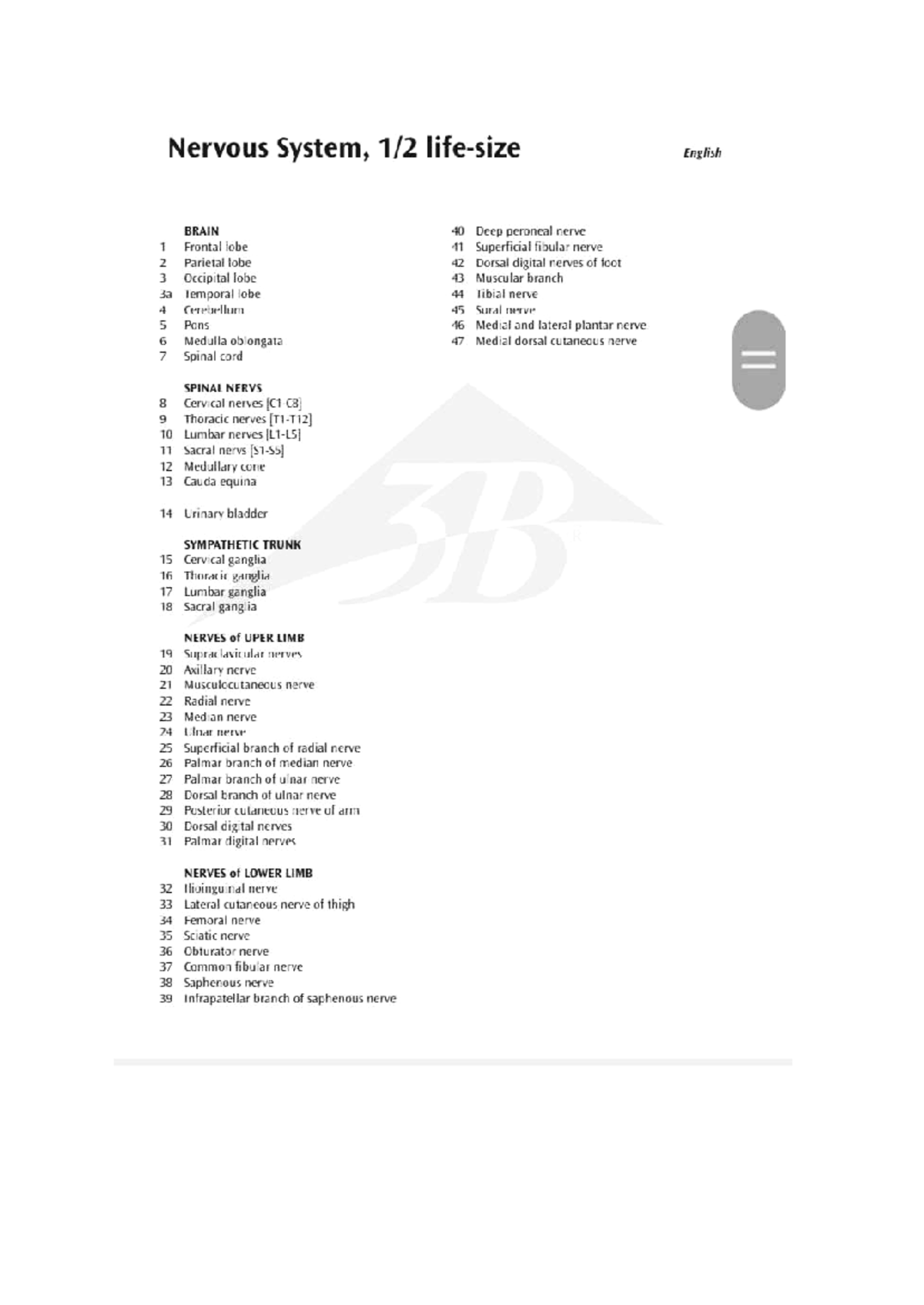 LAB THIS LAB ACTIVITY MANUAL IS FROM THE FLAT MAN BODY AND THE BRAIN
