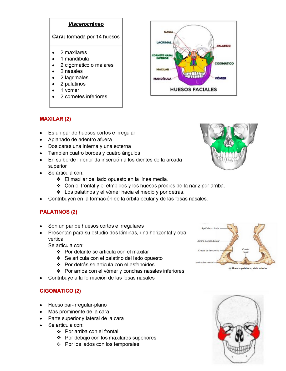 Viscerocráneo Anatomia Apuntes Espero Te Sirva Maxilar 2 Es Un Par De Huesos Cortos E 8876
