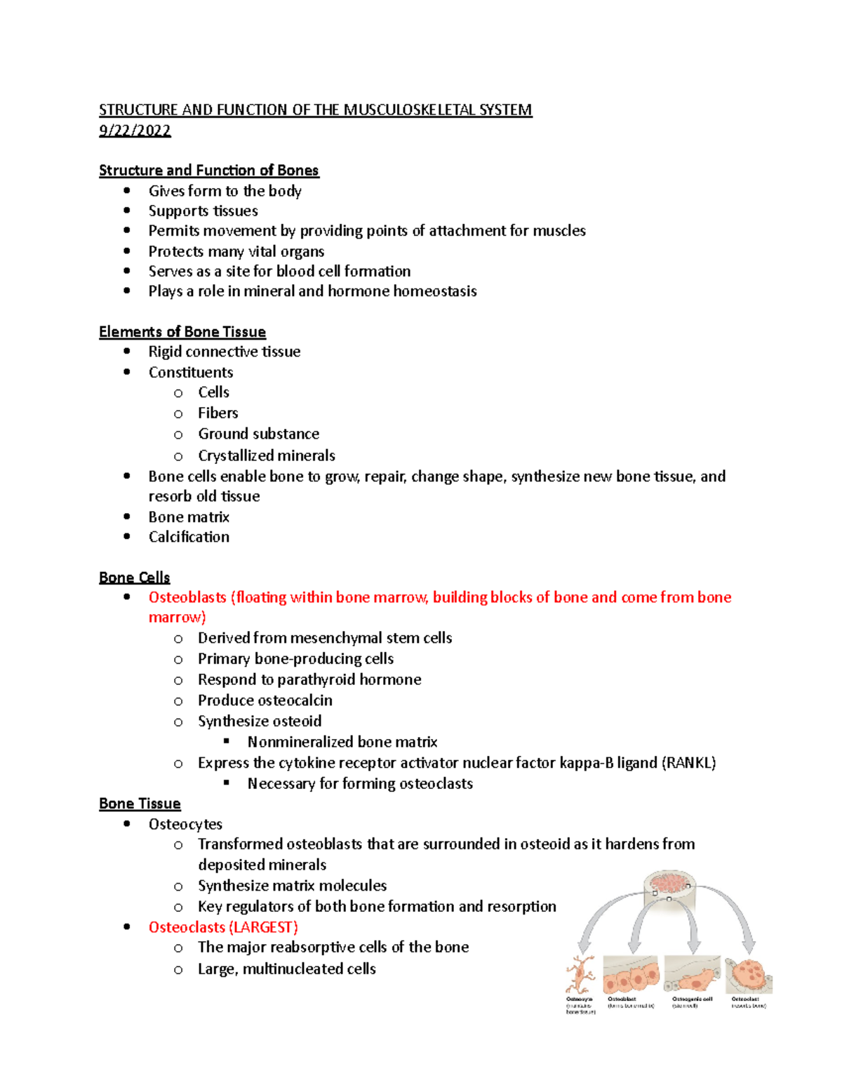 Structure AND Function OF THE Musculoskeletal System - STRUCTURE AND ...