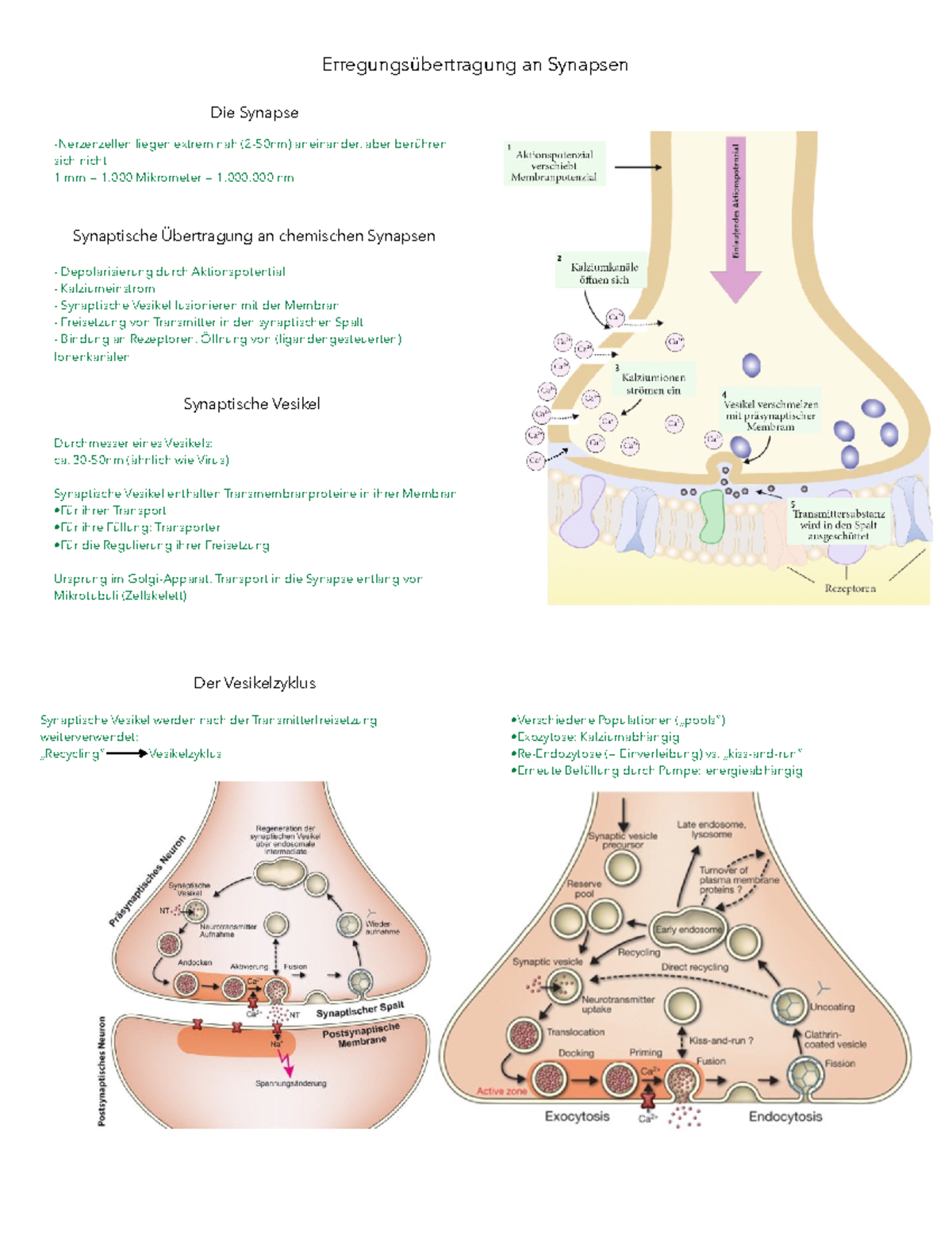 Erregungsübertragung An Der Synapse Arbeitsblatt Erregungsübertragung an Synapsen - Neuro- und Sinnesphisiologie - RUB