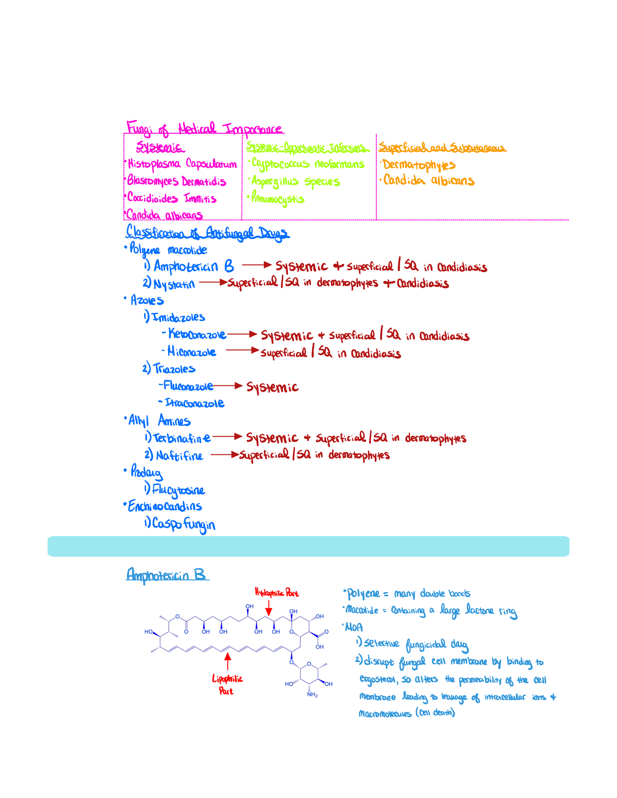 Antifungals Study Guide - Fung of MedicalImportance Fatitsu g tnsn EE ...