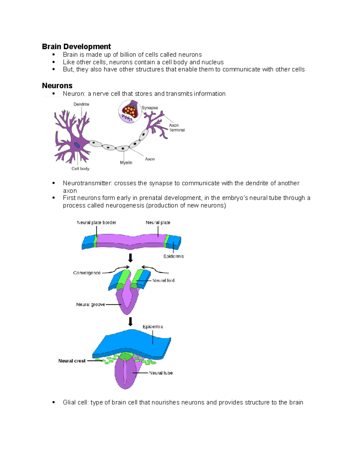 Brain Development - notes to help do extremely well on midterm - Brain ...