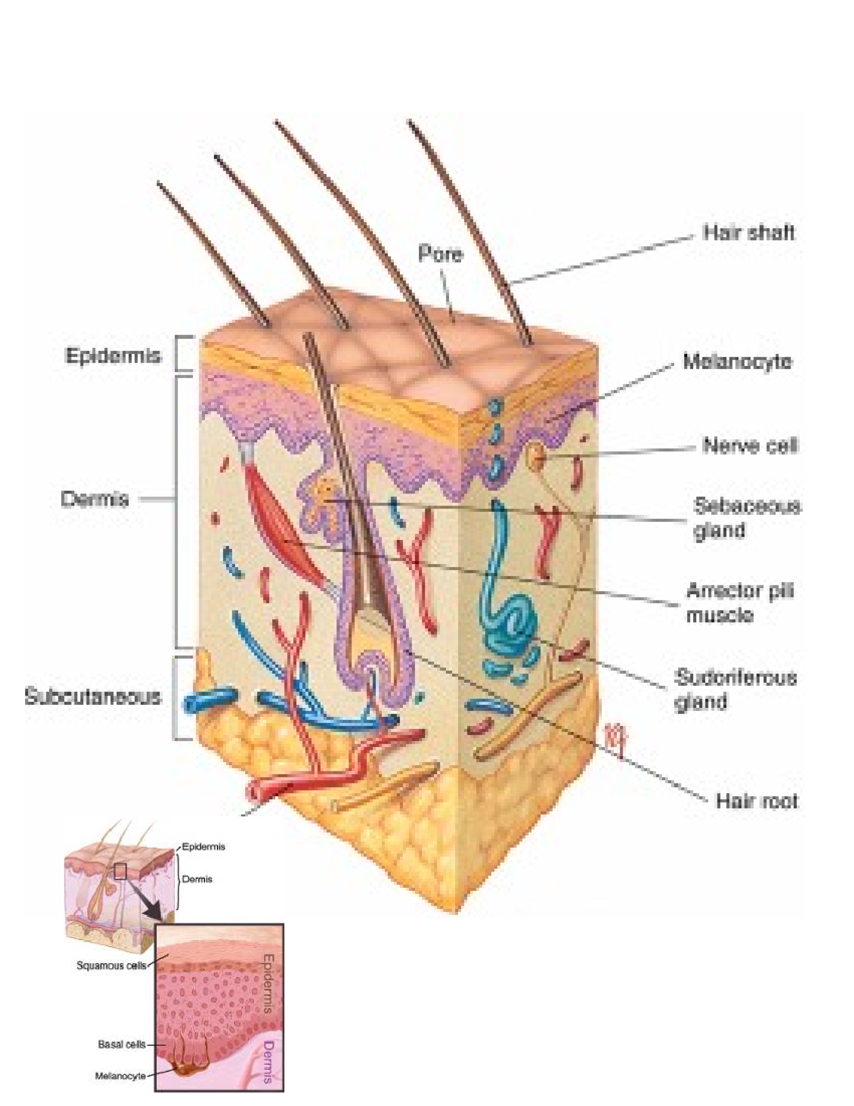 Anatomy and Physiology lecture notes -> integumentary system - SKIN The ...