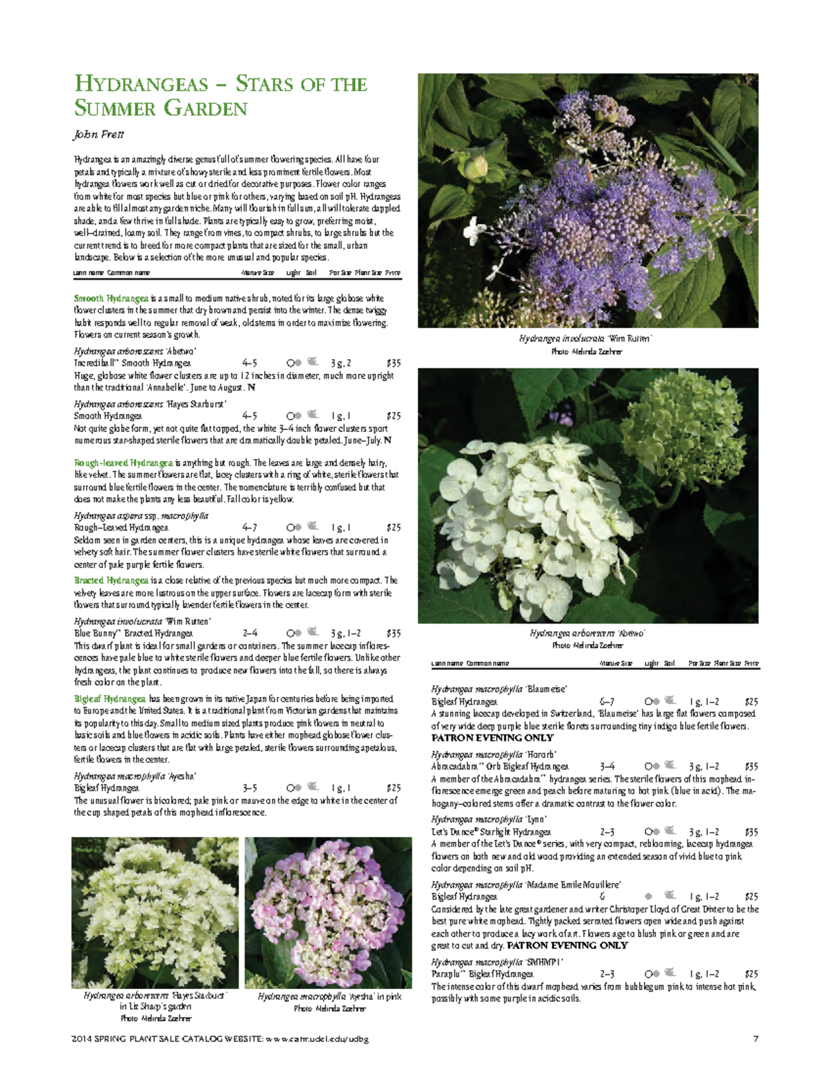2014 Hydrangea Feature - HYDRANGEAS – STARS OF THE S UMMER GARDEN John ...