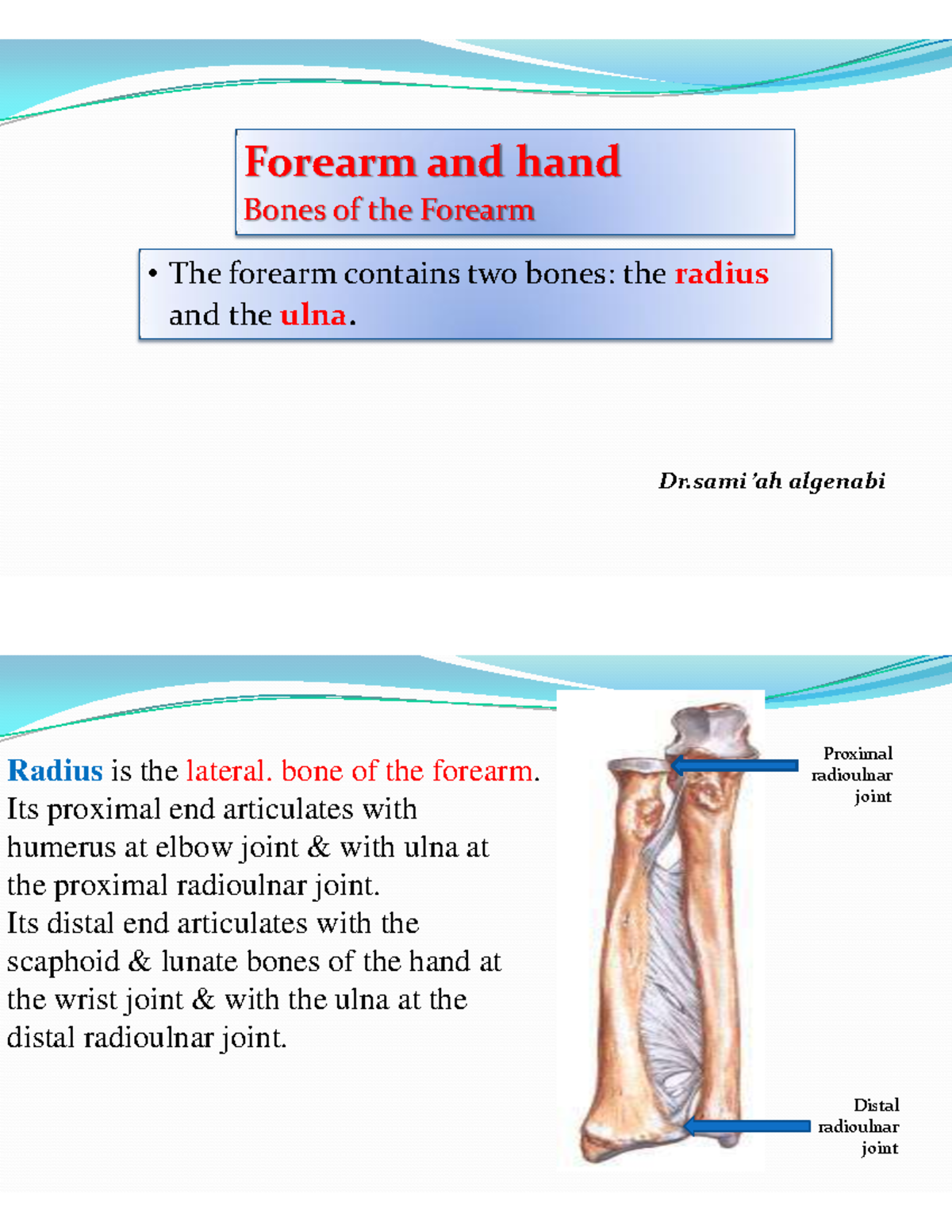 Forearm and hand Bones of the Forearm - • The forearm contains two ...