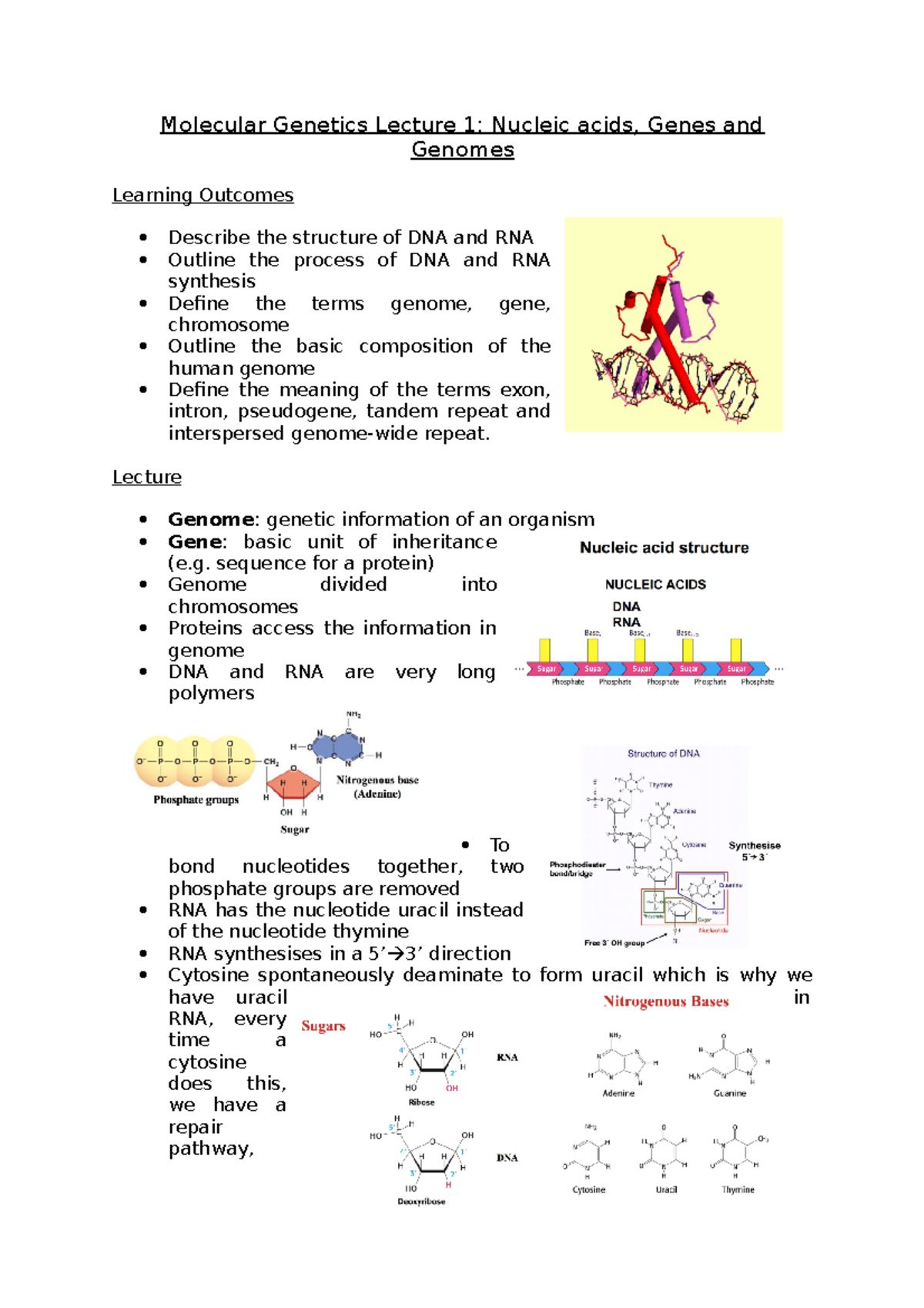 Genetics and Development Lecture 1 - Nucleic acids, Genes and Genomes ...