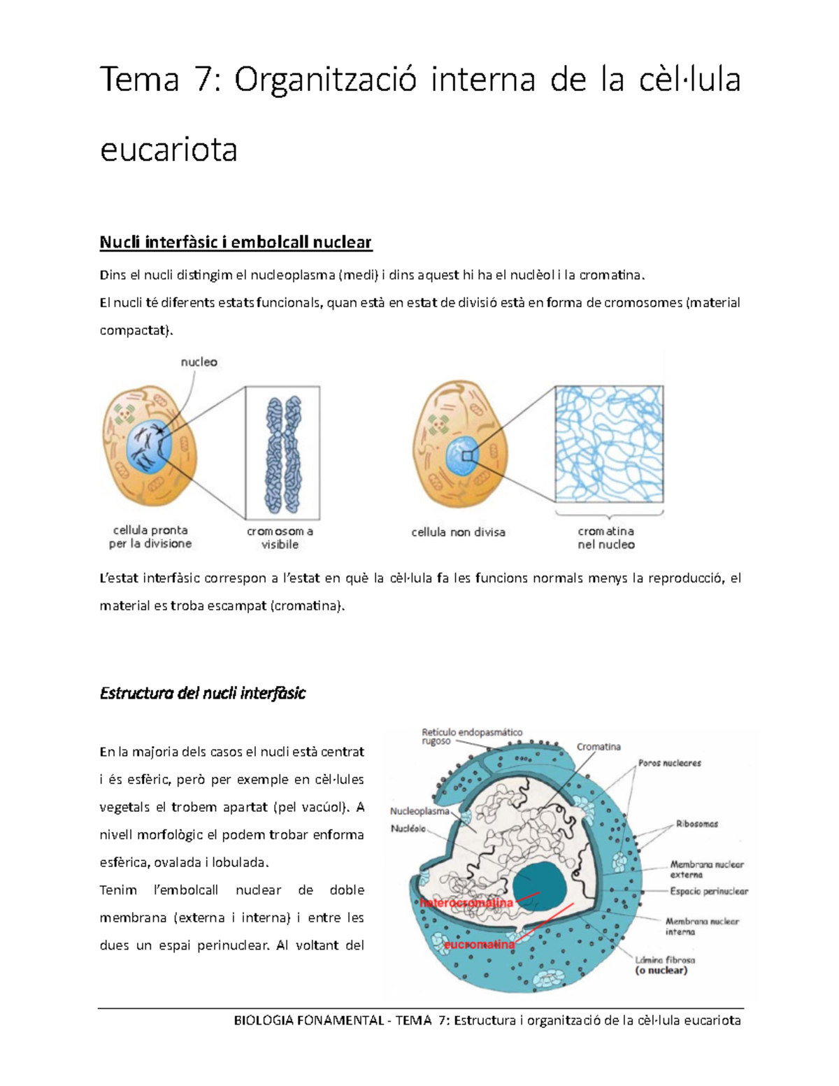 Apunts Cèl·lula Eucariota - Biologia - UdG - Studocu