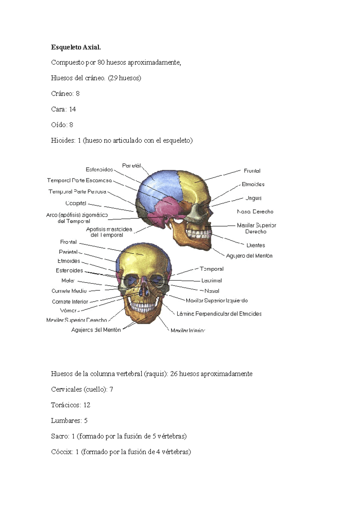 Esqueleto Axial y apendicular del cuerpo humano - Esqueleto Axial