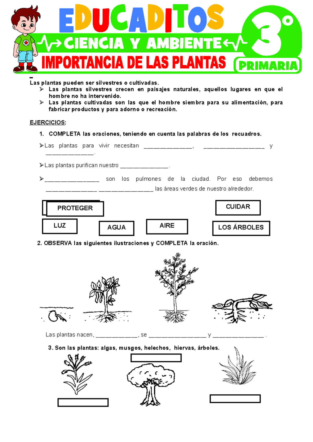 Importancia De Las Plantas Para Tercer Grado De Primaria Las Plantas Importancia De Las Plantas Para Tercer Grado De Primaria Las Plantas