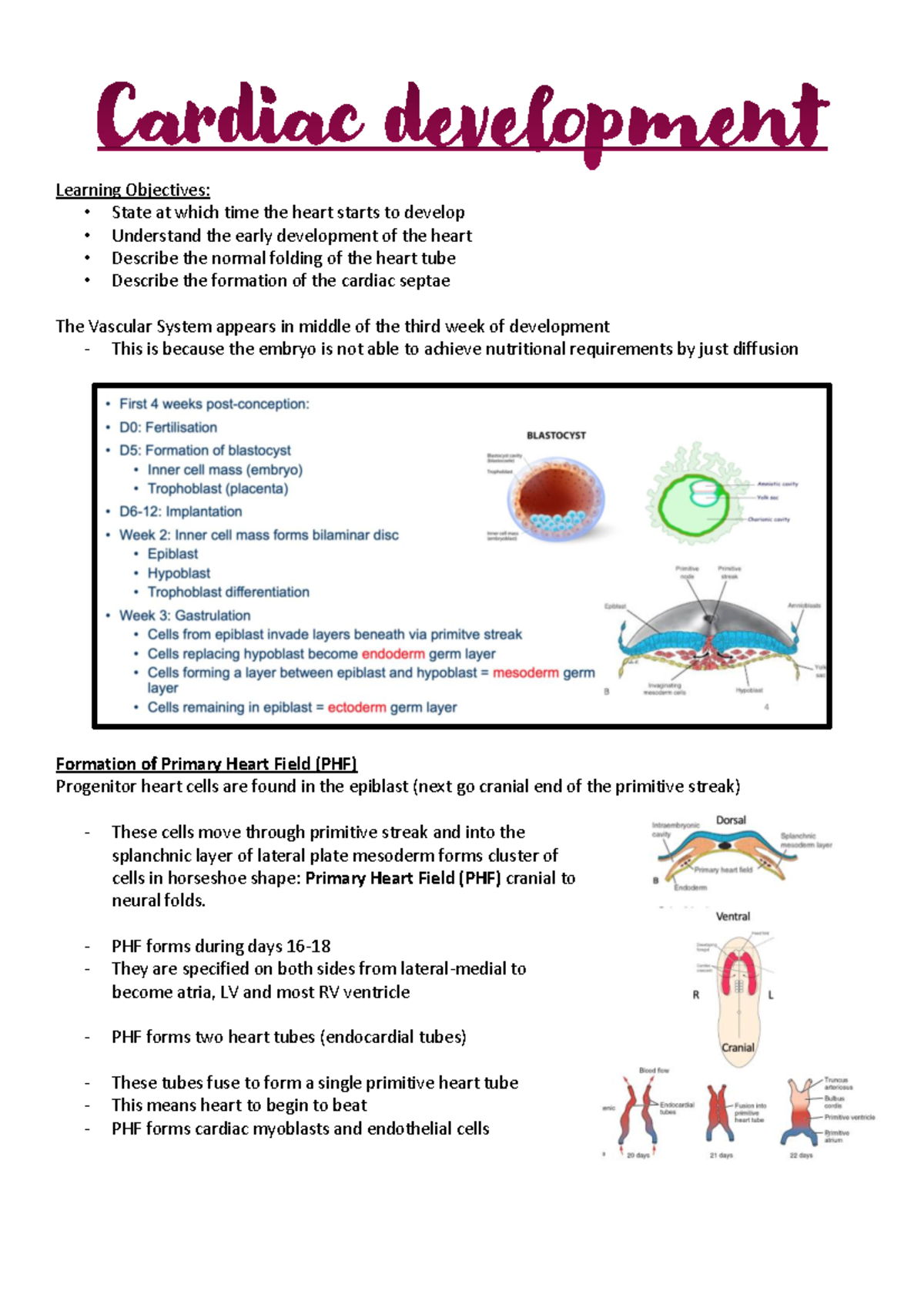 Cardiac Development I and 2 - Learning Objectives: - State at which ...