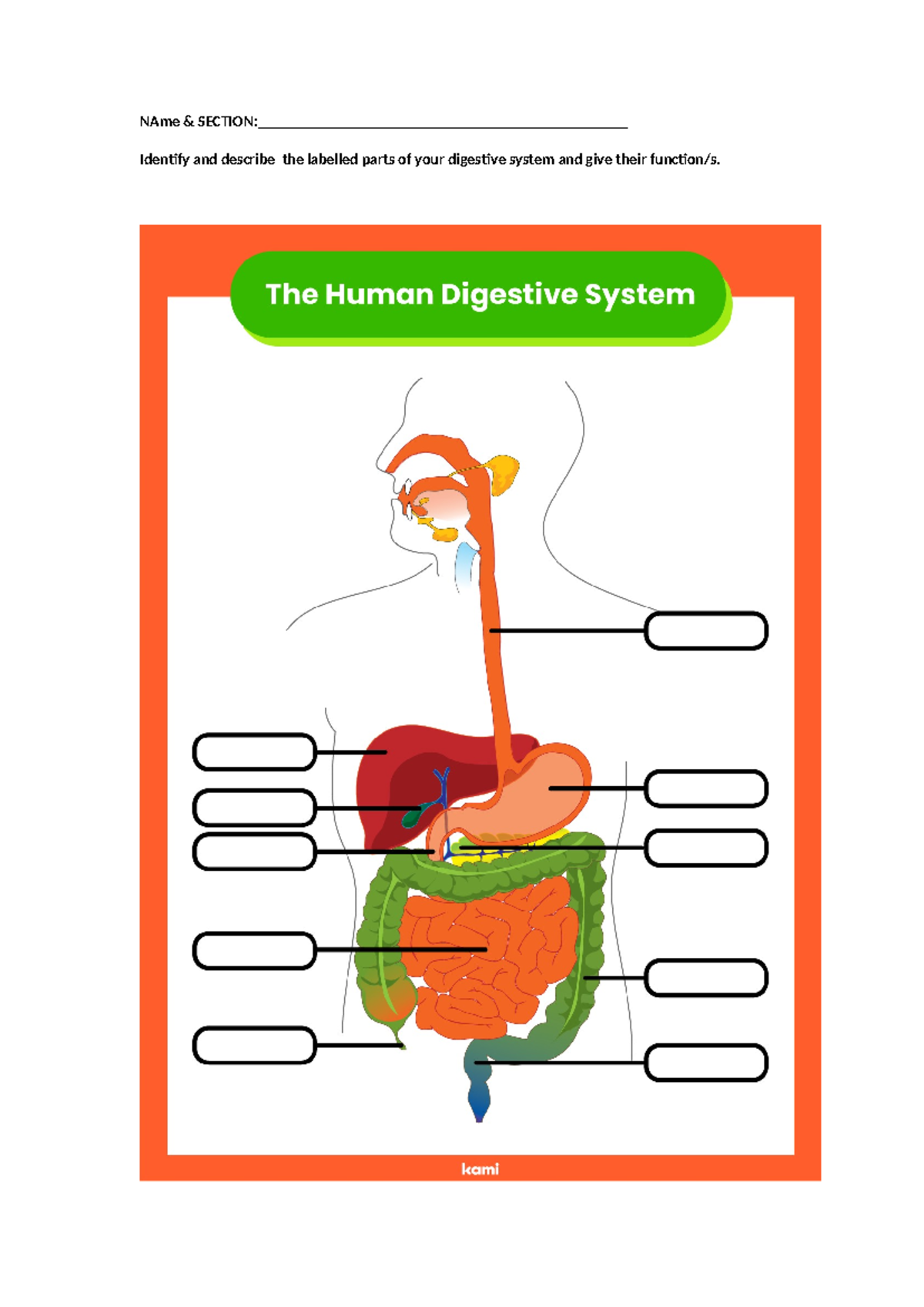 Activity ON Digestive System - Bsed Engligh - NAme & - Studocu