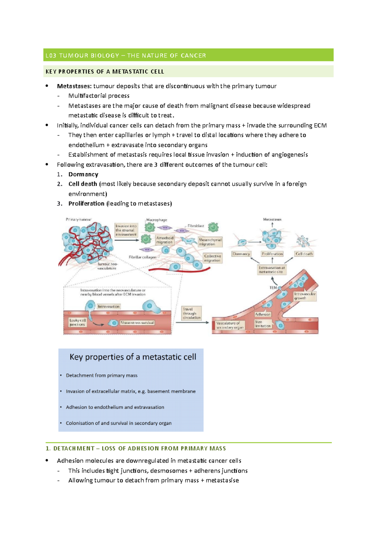 L1.3 tumor biology - L03 TUMOUR BIOLOGY – THE NATURE OF CANCER KEY ...