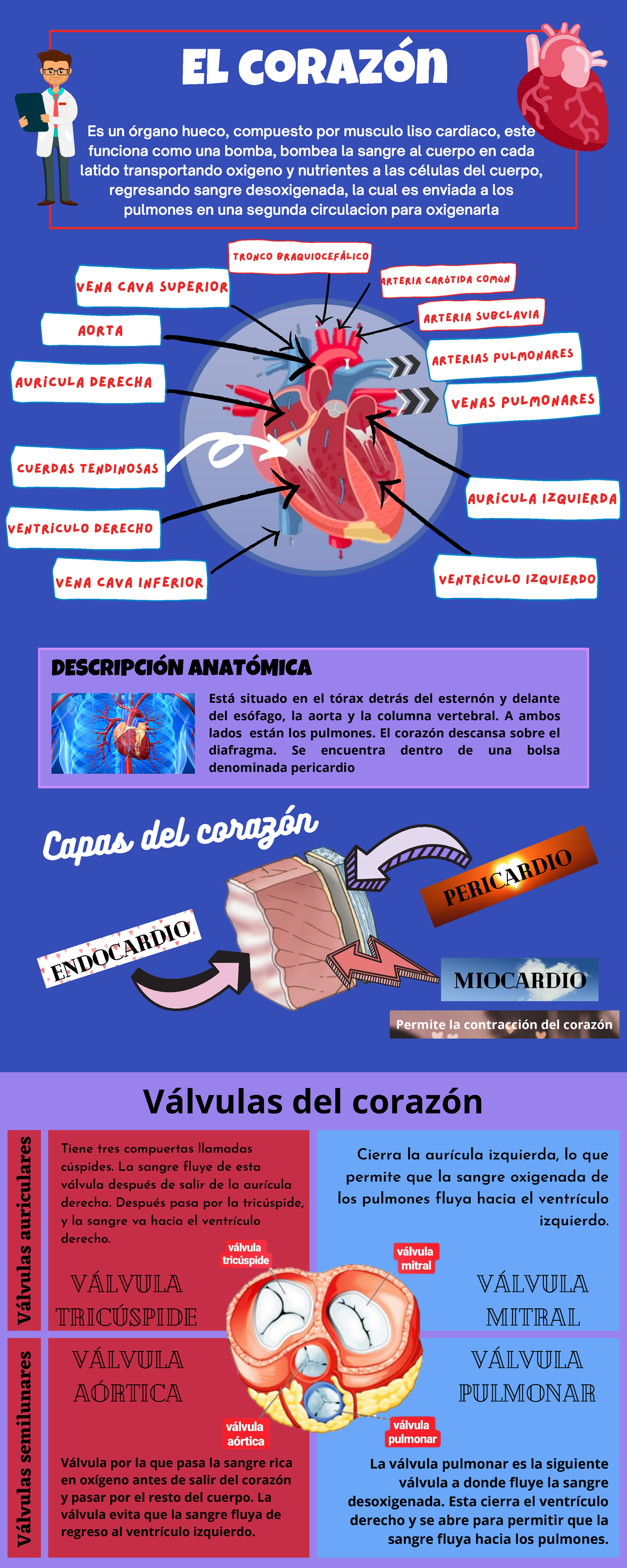 Infografía Del Corazón El Corazón DescripciÓn AnatÓmica Cuerdas Tendinosas Aurícula Derecha 2189