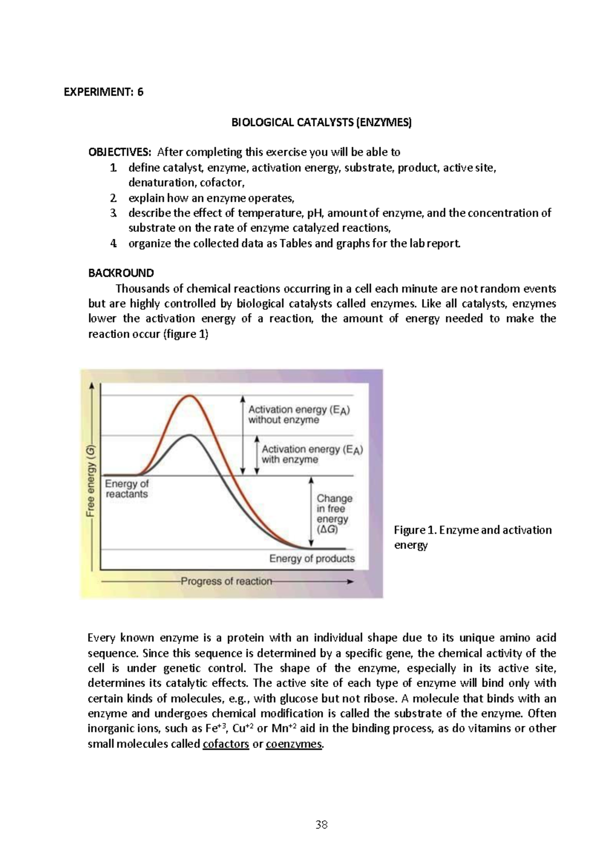 Experiment 5 Enzymes EXPERIMENT 6 BIOLOGICAL CATALYSTS (ENZYMES