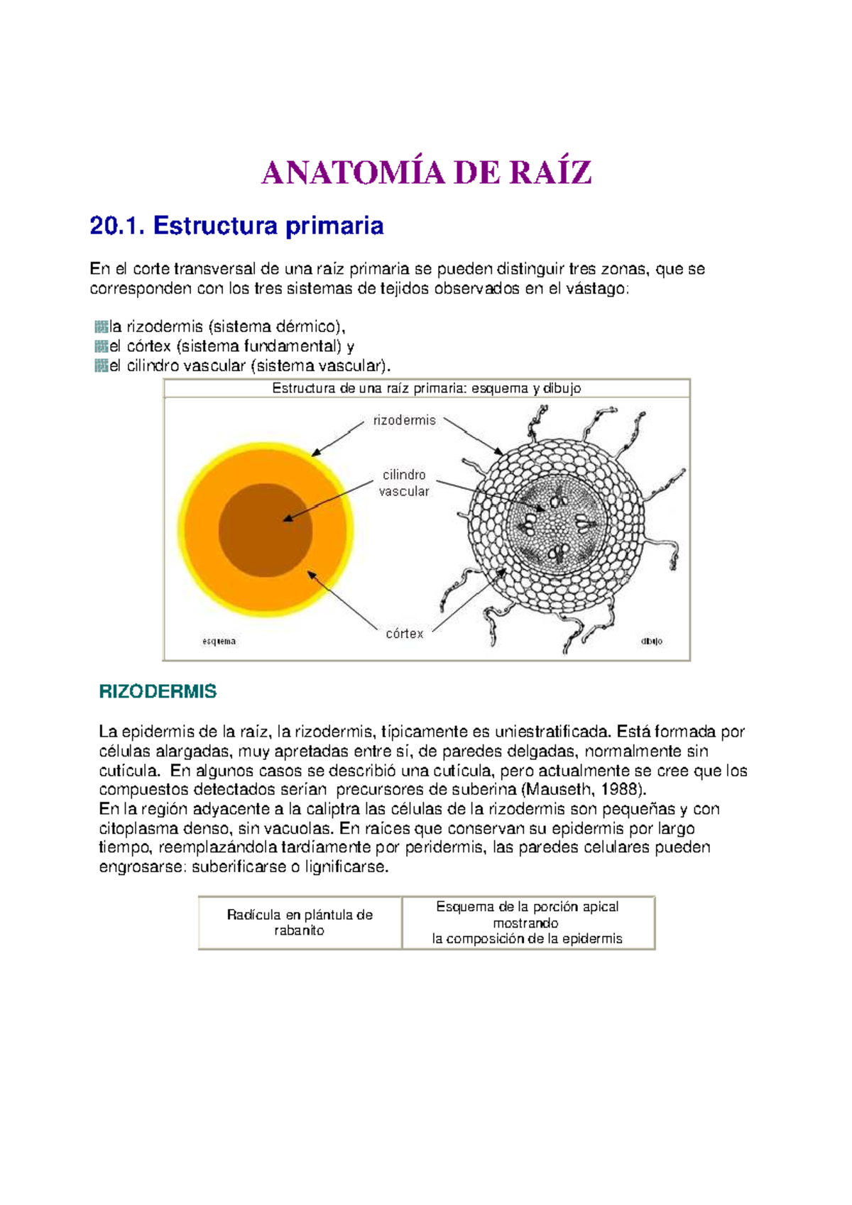 Anatomía DE RAÍZ - Morfología vegetal de la Raiz - ANATOMÍA DE RAÍZ 20 ...