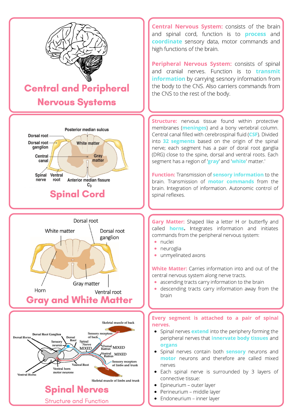 Flash Cards - Central And Peripheral Nervous Systems Central Nervous ...