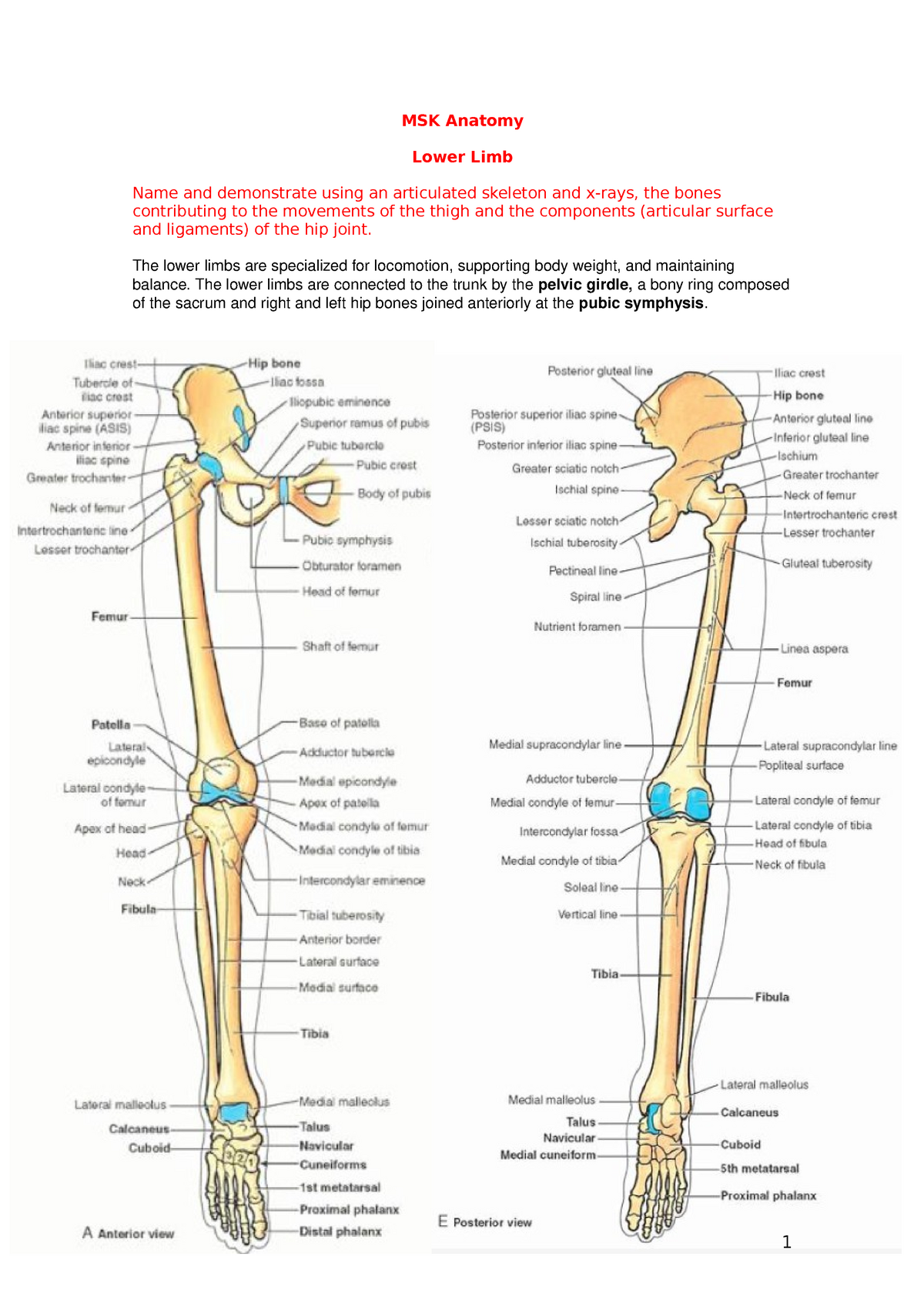 Musculoskeletal Lower Limb Anatomy - MSK Anatomy Lower Limb Name and