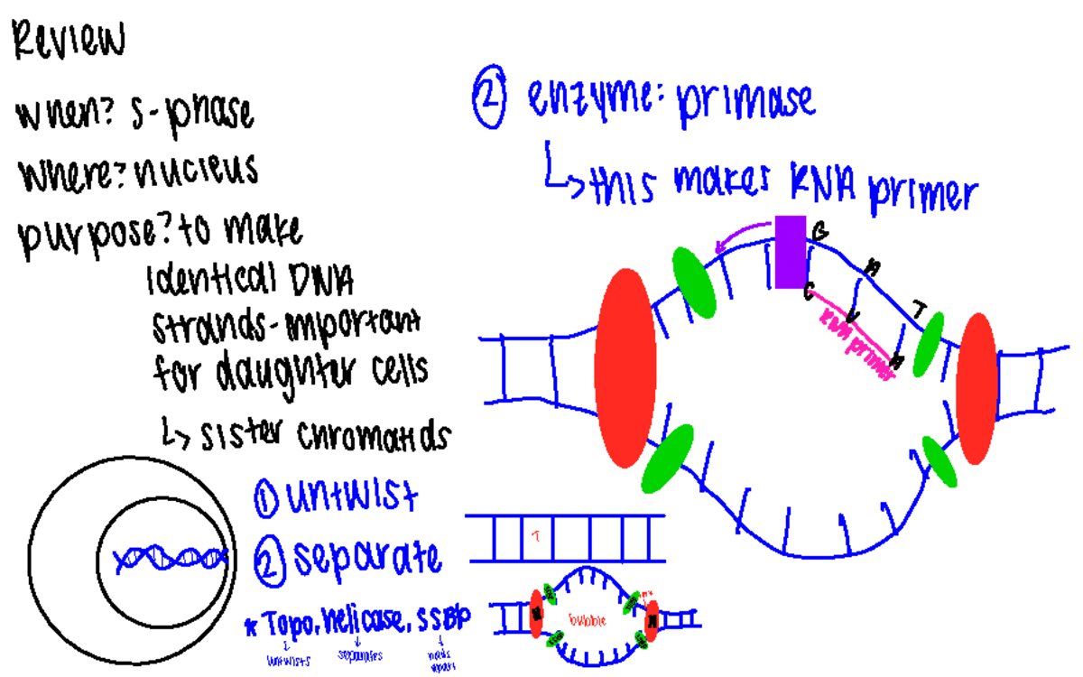 DNA Synthesis (DNA Replication) Review when? sphase & enzyme