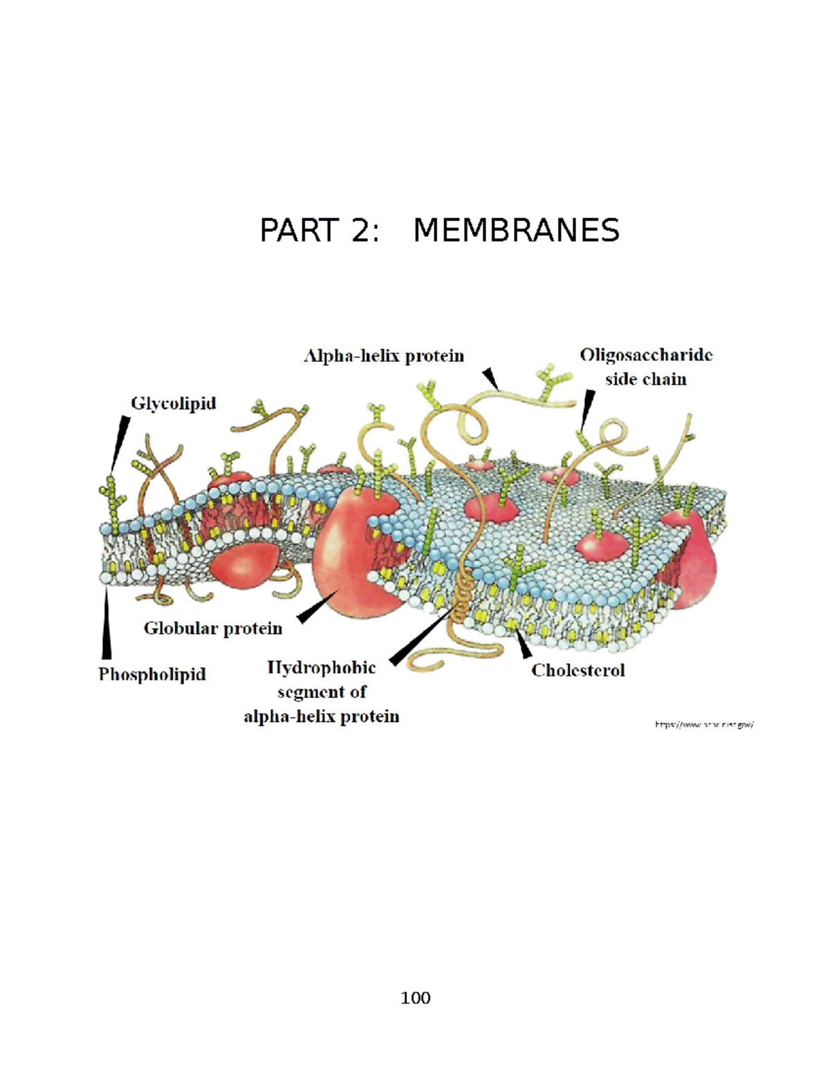 Membranes (b. To B - PART 2: MEMBRANES INTRODUCTION To MEMBRANES LAB ...