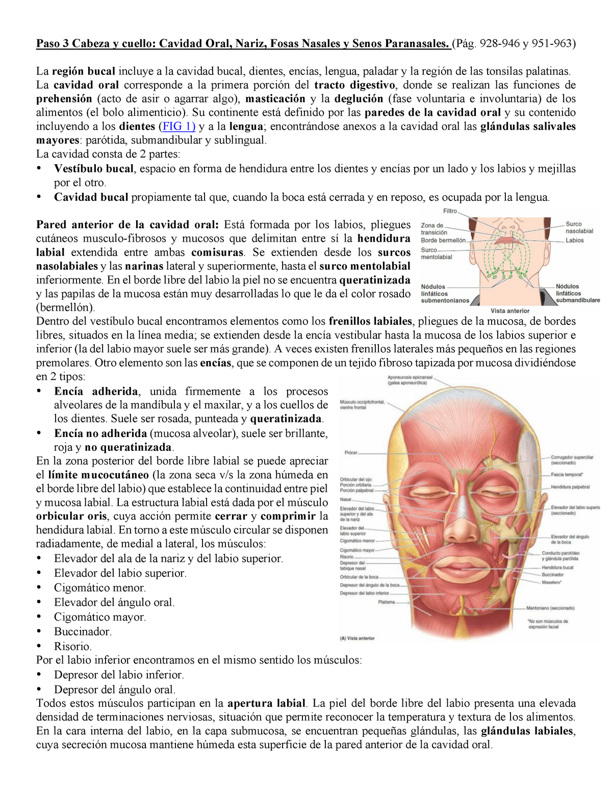 Resumen Cabeza Y Cuello Ii Paso 3 Cabeza Y Cuello Cavidad Oral Nariz Fosas Nasales Y 7306