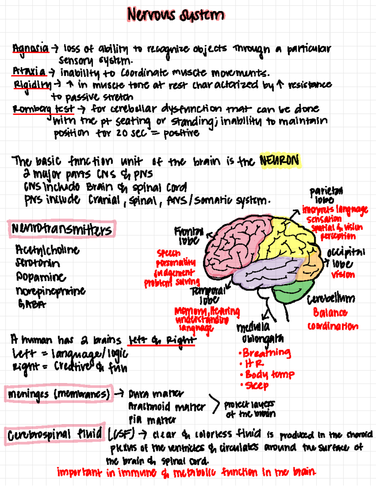 3 - Notes for lecture - Nervous system Agnosia loss of abilityto ...