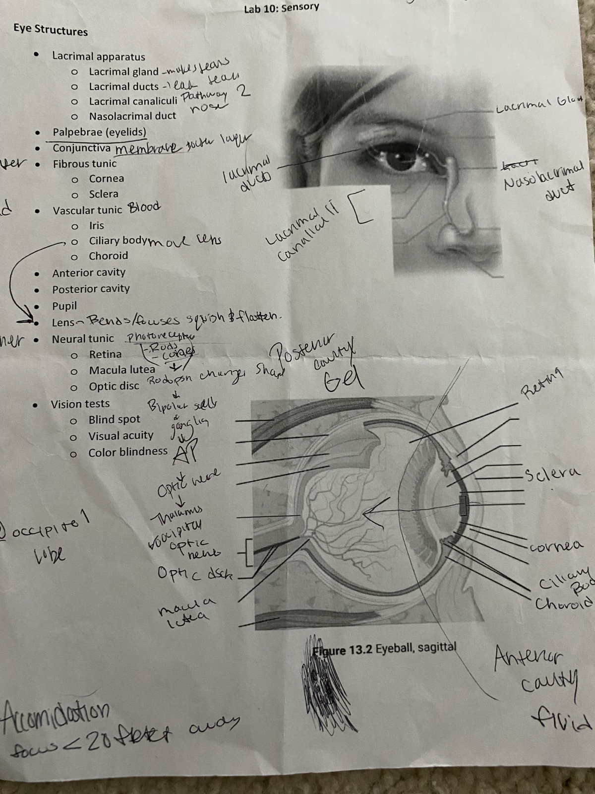 BI 121 Intro to Human Anatomy Week 10 Lab 10 List of structures in eye ...