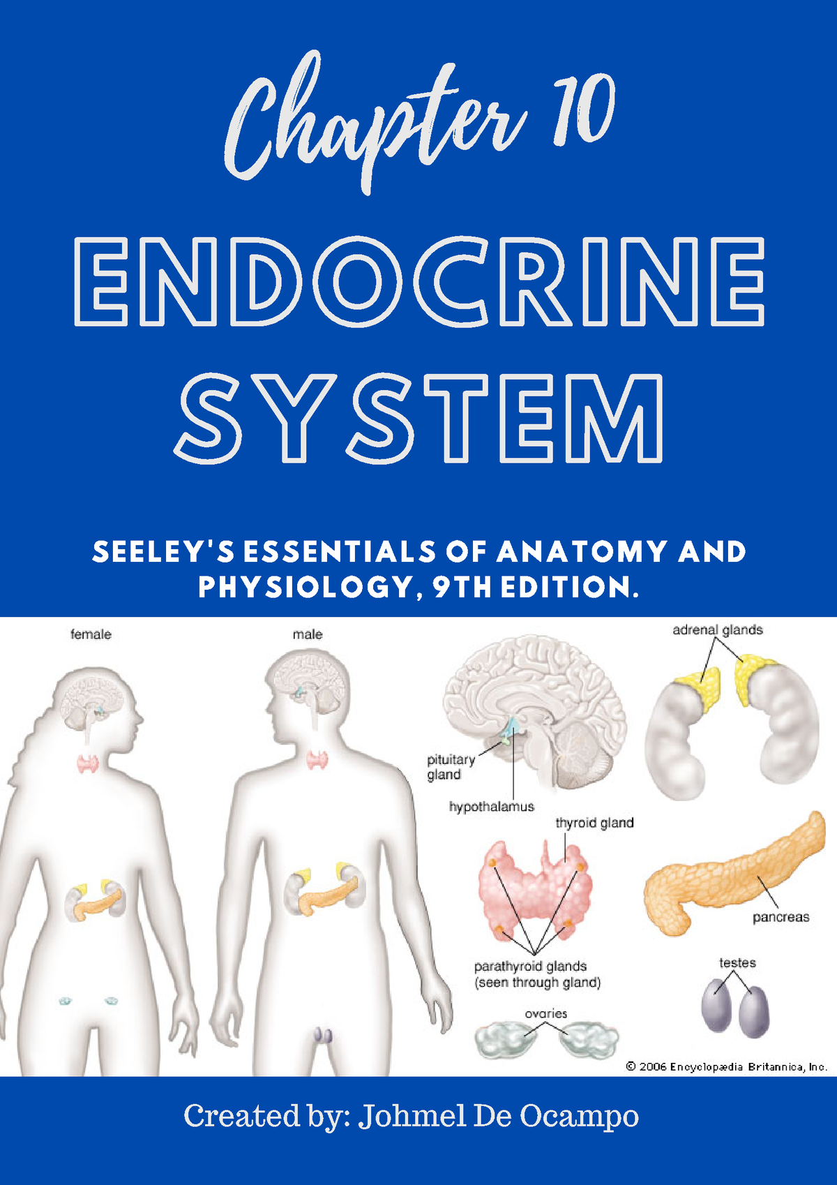 Anatomy Physiology (Chapter 10 Endocrine System) - ENDOCRINE SYSTEM ...