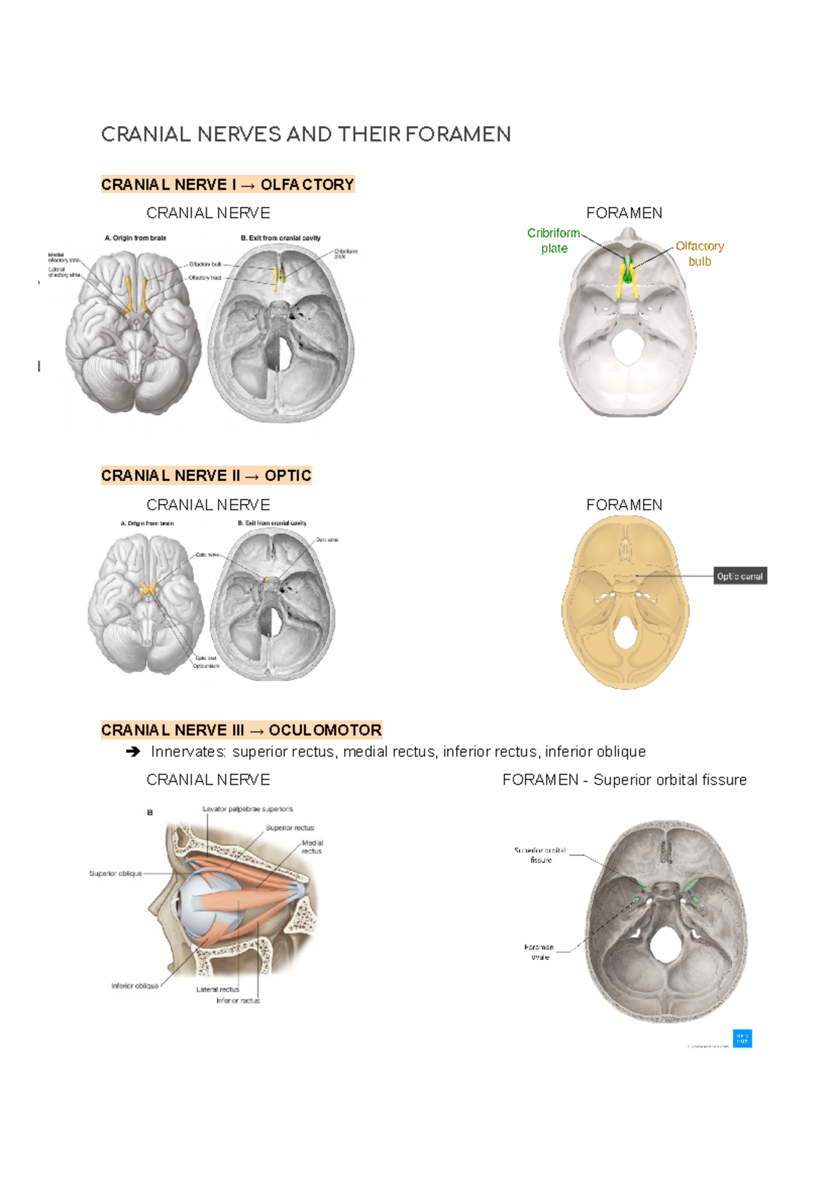 Cranial Nerves - Neural And Visceral Anatomy - CRANIAL NERVES AND THEIR ...