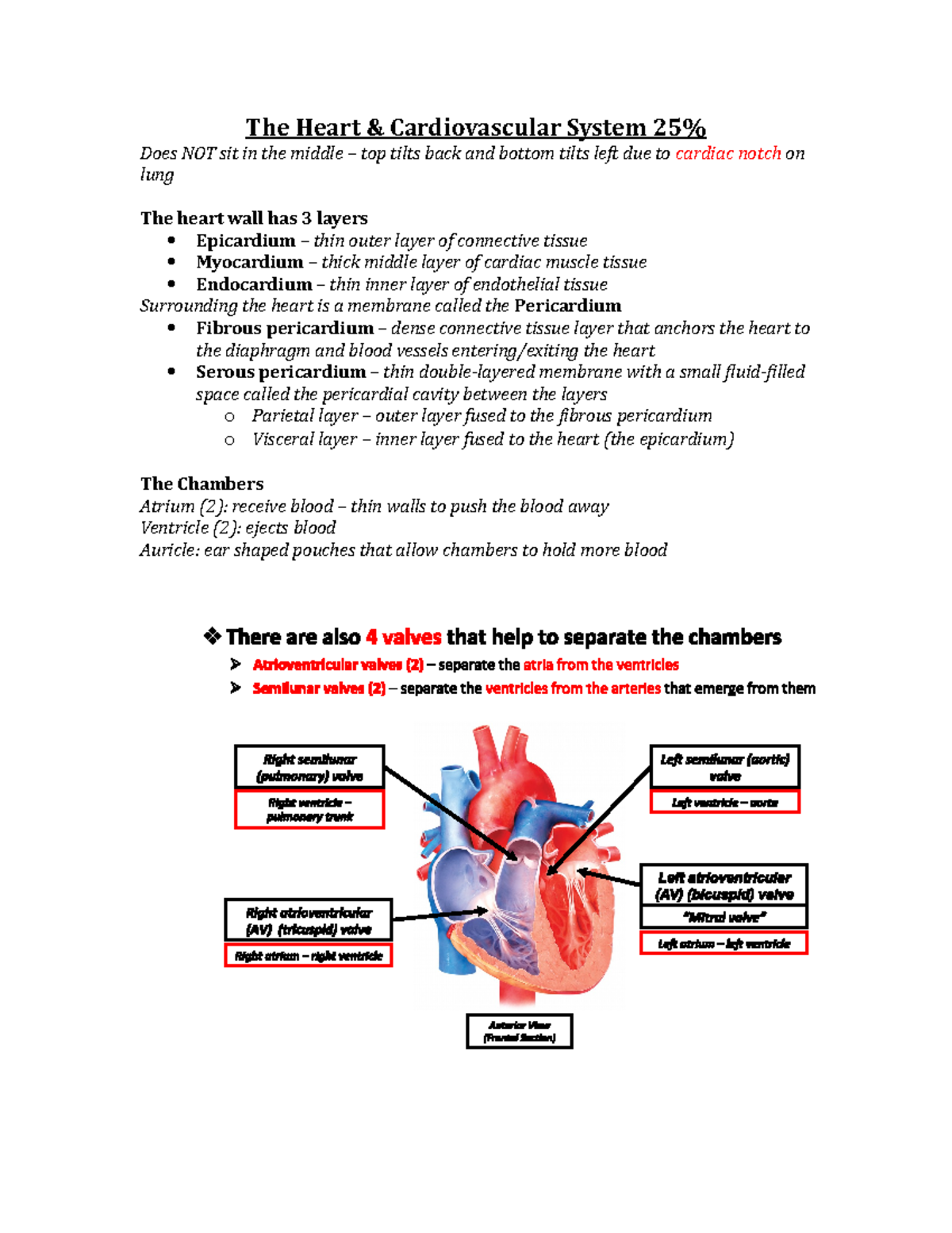 KIN 260 Final Review - The Heart & Cardiovascular System 25% Does NOT ...