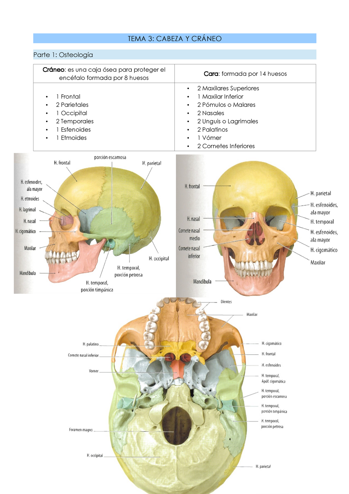 Cabeza Y Cráneo Osteología Tema 3 Cabeza Y Parte 1 Es Una Caja 7548