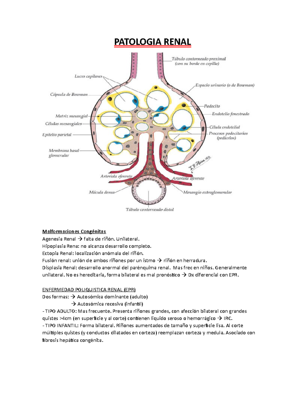 agenesia renal unilateral cid