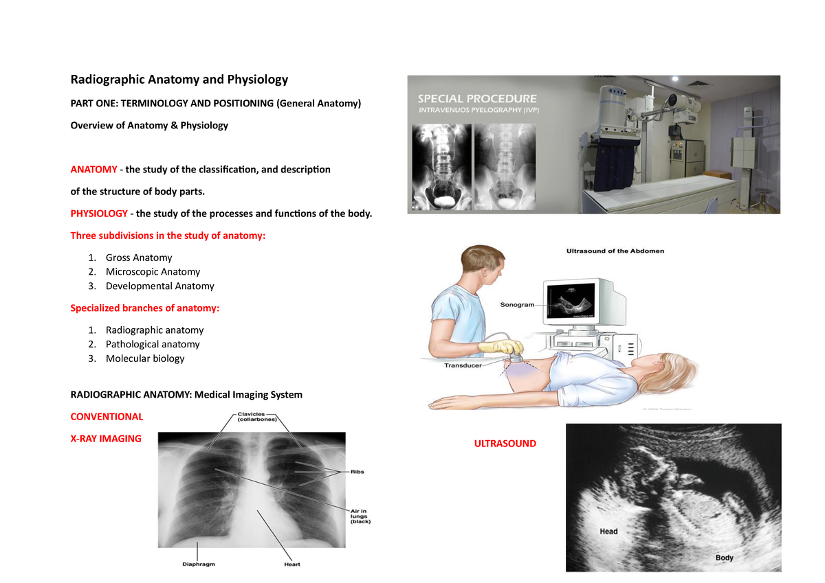 BSRT 3 - Radiographic Anatomy And Physiology - Radiographic Anatomy And ...