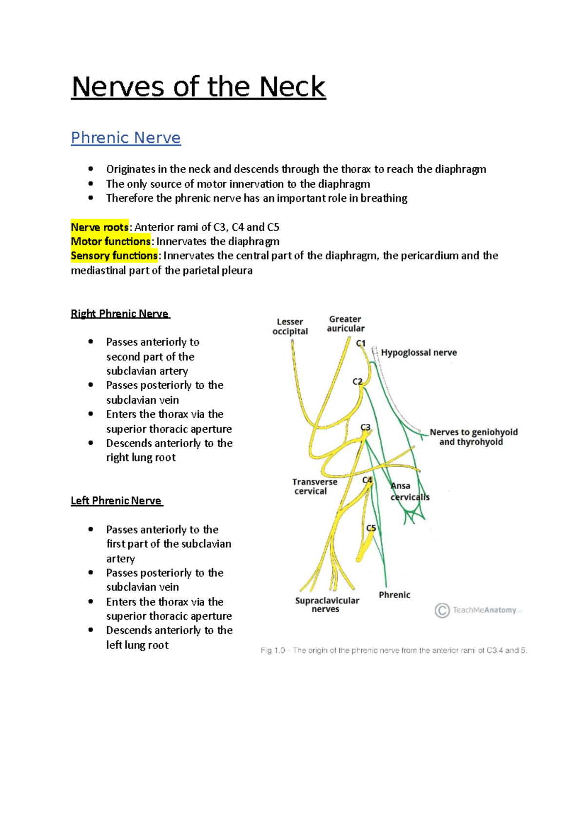 Nerves of the Neck - Anatomy notes - Nerves of the Neck Phrenic Nerve ...