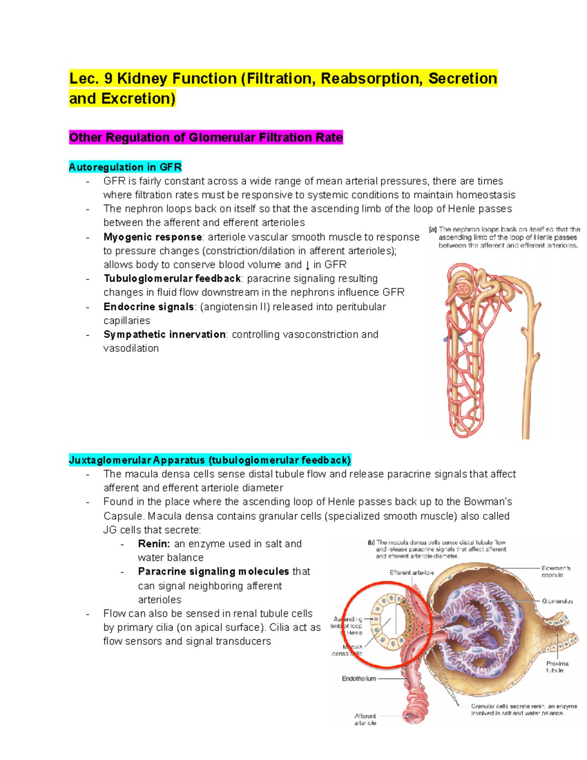 Lec. 9 Kidney Function (Filtration, Reabsorption, Secretion and ...