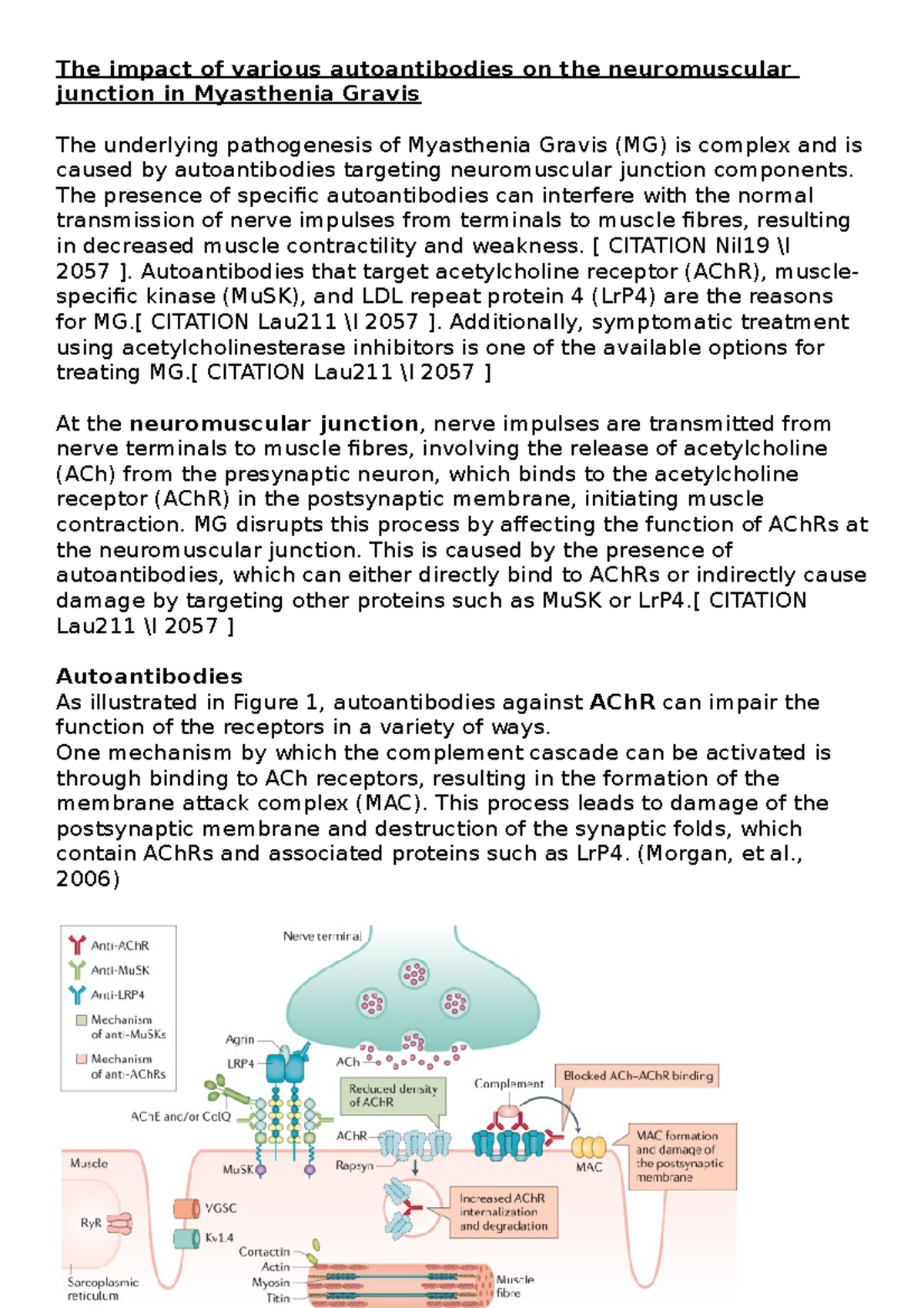 Myasthenia gravis - N/A - The impact of various autoantibodies on the ...