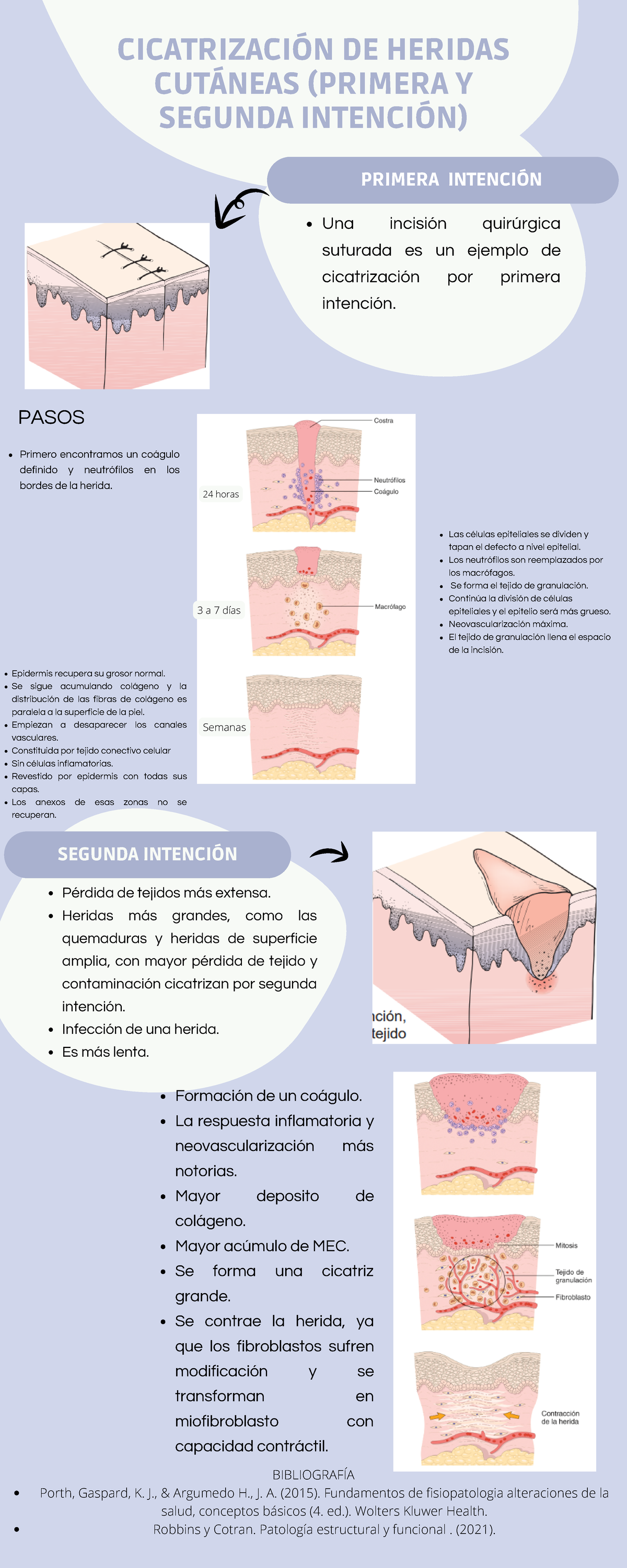 N de heridas cutáneas (primera y segunda intención) - Una incisión  quirúrgica suturada es un ejemplo - Studocu